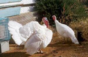 17339_turkeys.jpg