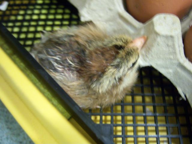 17365_100_3060.jpg