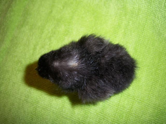 17365_100_3085.jpg