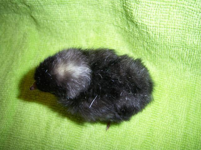 17365_100_3098.jpg