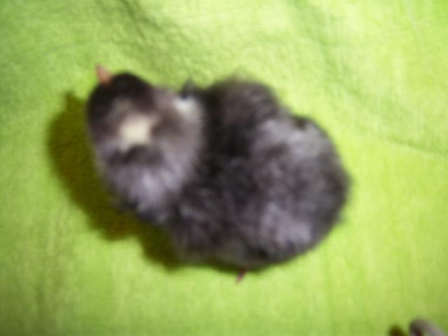 17365_100_3102.jpg