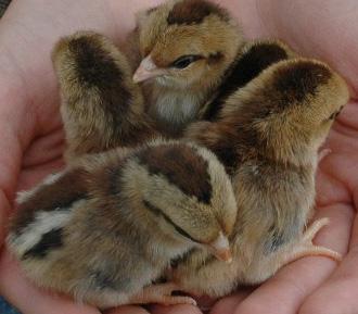 17365_e20chicks_golden_salmon_chicks_from_aus.jpg