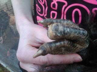 17365_gold_laced_wyon_barred_rock_hen_or_roo_weird_foot_v2.jpg