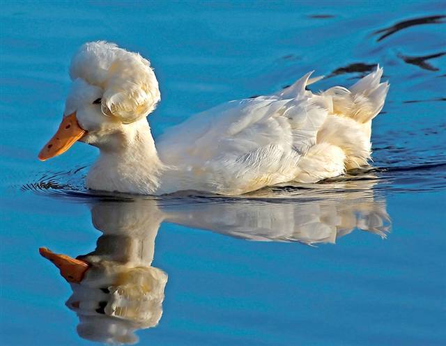 17380_marilyn_monroe_duck.jpg