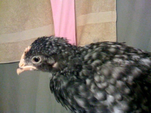 17387_photo2.jpg