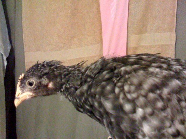 17387_photo3.jpg