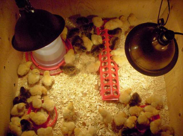 17425_chicks_1.jpg