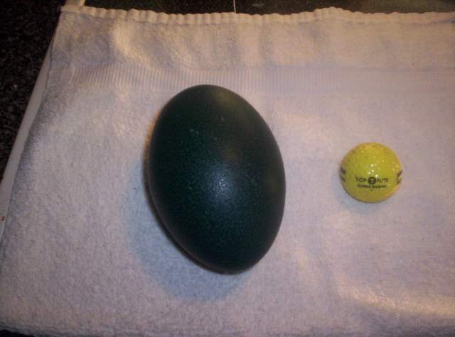 17425_emu_egg.jpg
