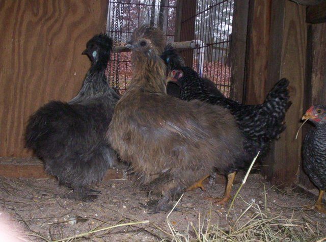17425_silkies_2.jpg