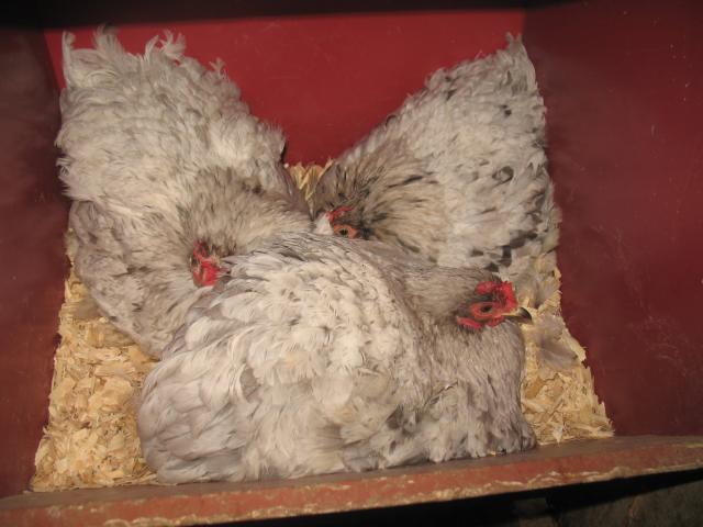 17452_broody.jpg