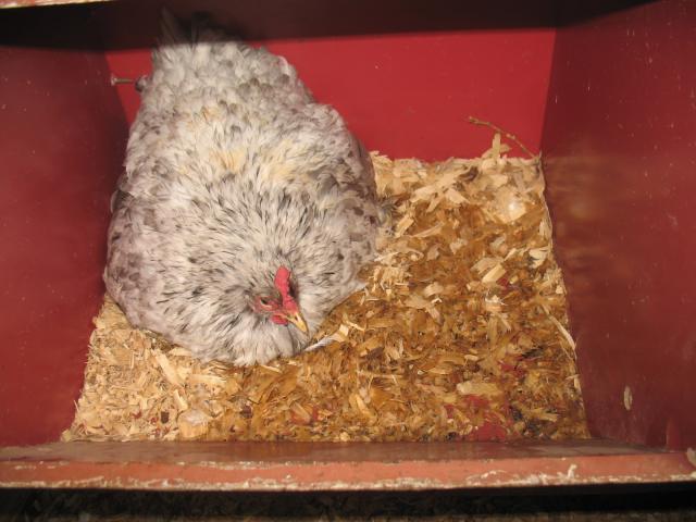 17452_broody2.jpg