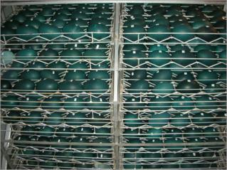 17452_emu-eggs.jpg
