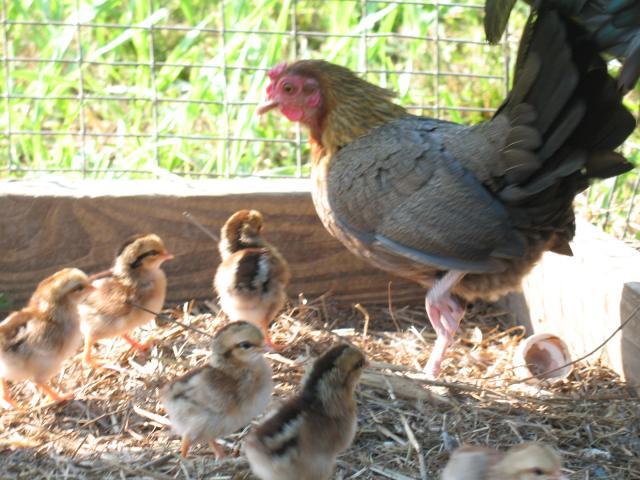 17452_hen_and_chicks.jpg
