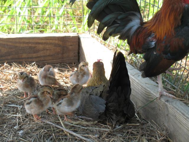 17452_hen_and_chicks_2.jpg