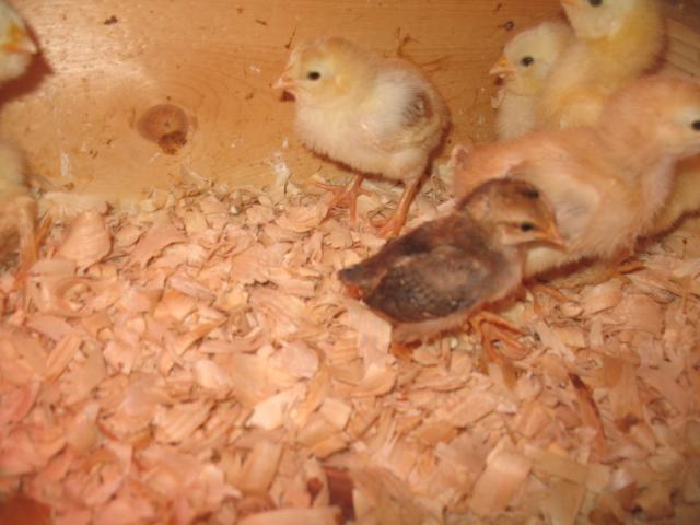 17452_img_000699.jpg