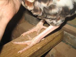 17452_img_0040.jpg
