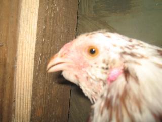 17452_img_0041.jpg