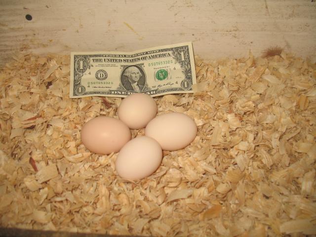 17452_orloff_eggs.jpg