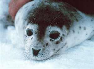 17452_thumbnail_seal.jpg