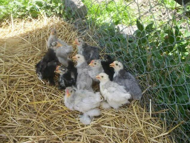 17469_batch1-4weeks002.jpg