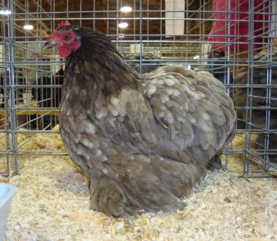 17469_bluemottledhen.jpg