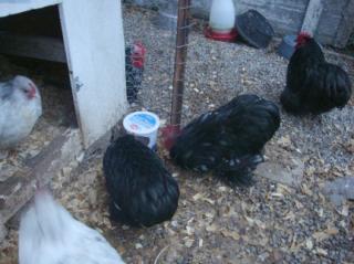 17469_grit_feeder_002.jpg