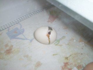 17469_hatch1.jpg