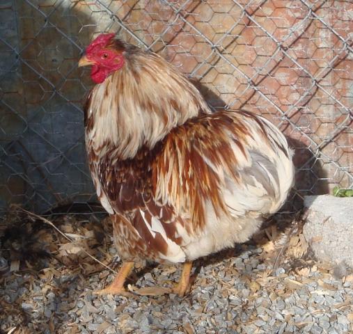 17469_wyandotte_010.jpg