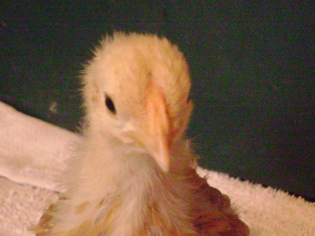 17470_dsc01043.jpg