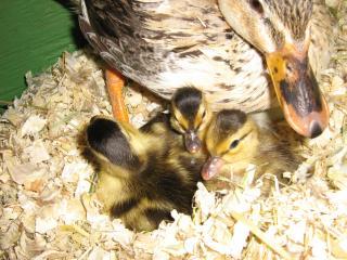 17502_greenhead_ducklings_1_day_2009.jpg