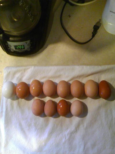 17526_egg.jpeg