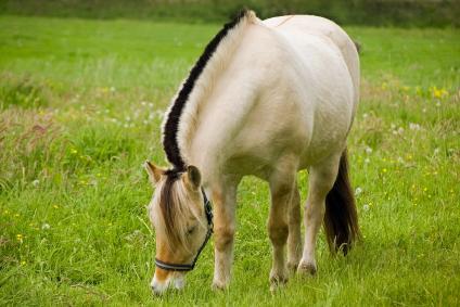 17526_fjord_horse.jpg