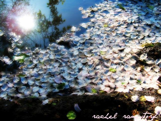 17526_puddle6.jpg
