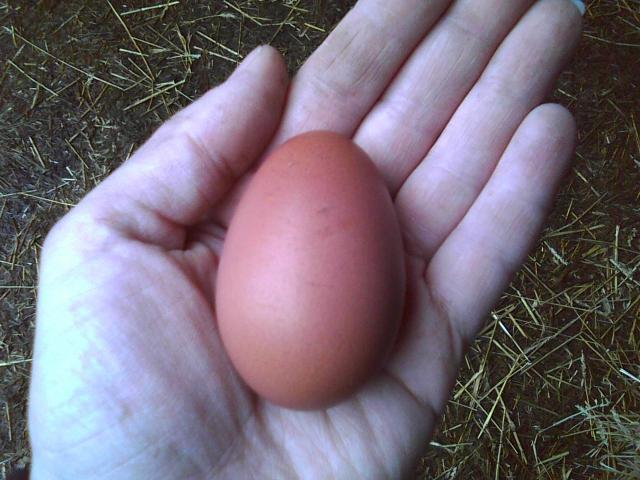 17526_wsegg.jpeg