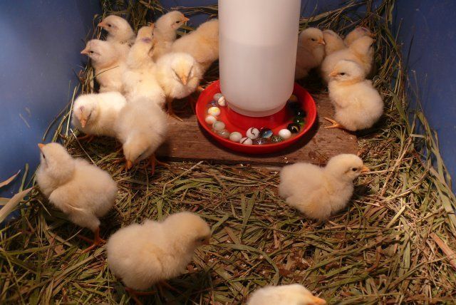 17566_chicks_10-26-08_004.jpg