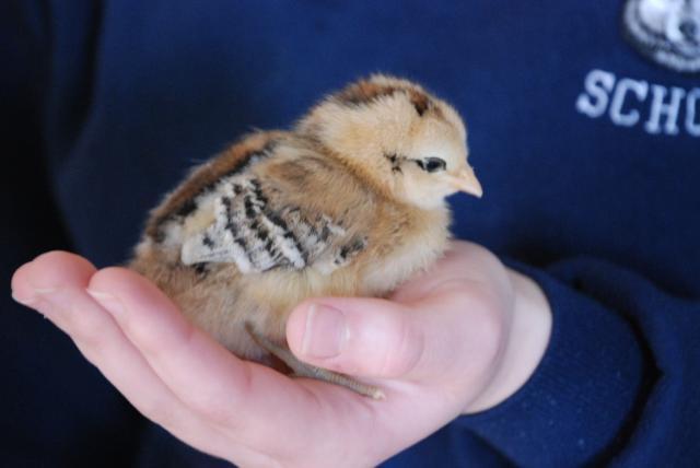 17572_new_chicks_001.jpg