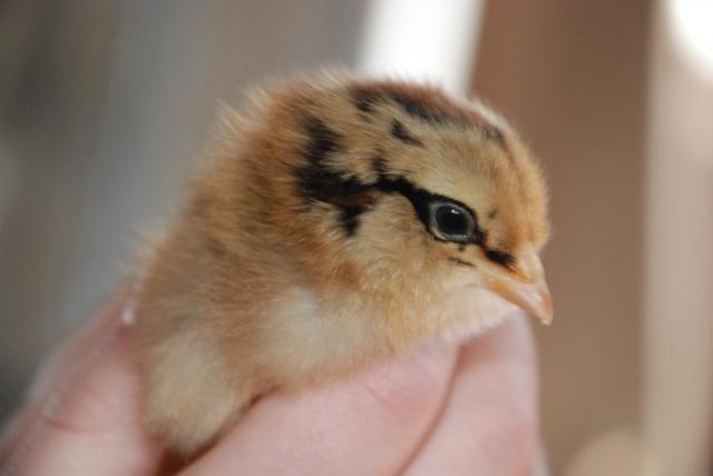 17572_new_chicks_018.jpg