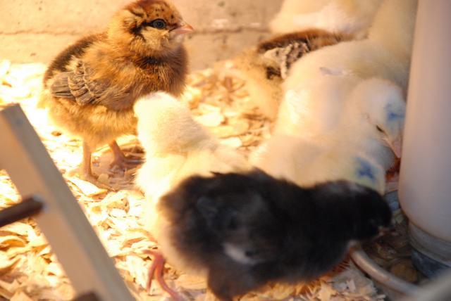 17572_new_chicks_023.jpg