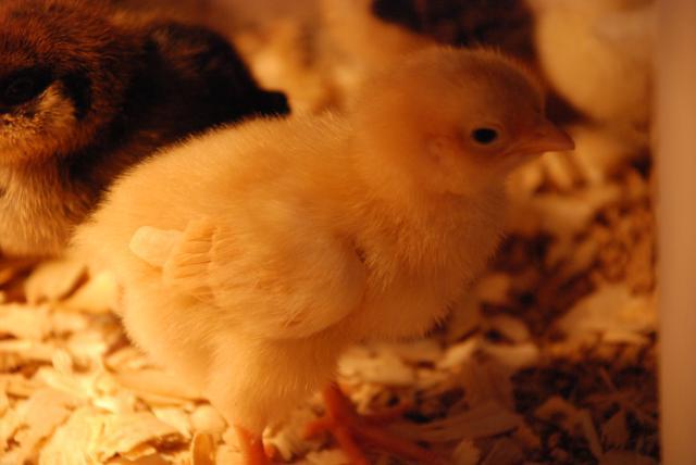 17572_new_chicks_024.jpg