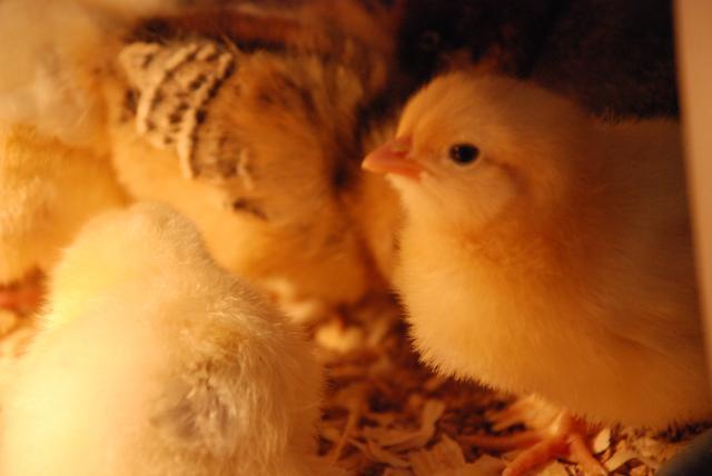 17572_new_chicks_025.jpg