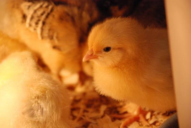 17572_new_chicks_026.jpg