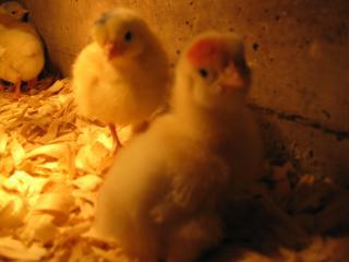 17572_new_chicks_044.jpg