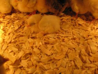 17572_new_chicks_049.jpg