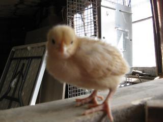 17572_new_chicks_051.jpg