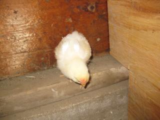 17572_new_chicks_056.jpg