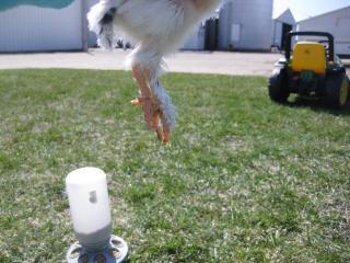 17572_new_chicks_062.jpg