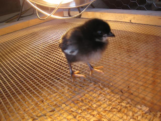 17572_new_chicks_068.jpg