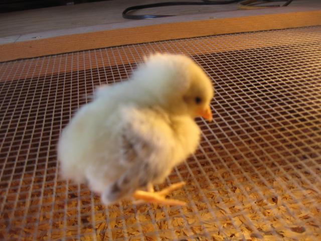 17572_new_chicks_069.jpg