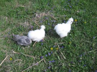 17572_new_chicks_071.jpg