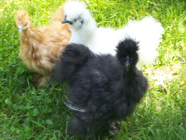 17603_chickens_078.jpg